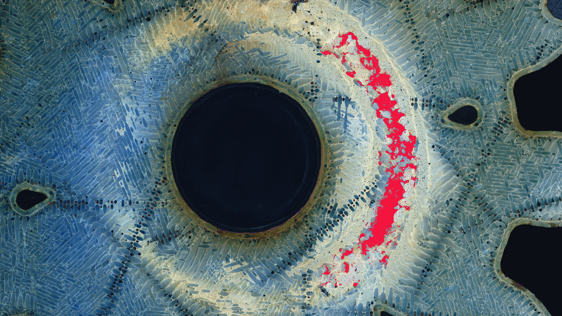 Rooted Zen Processing Image processing solutions with ZEN core | ZEISS