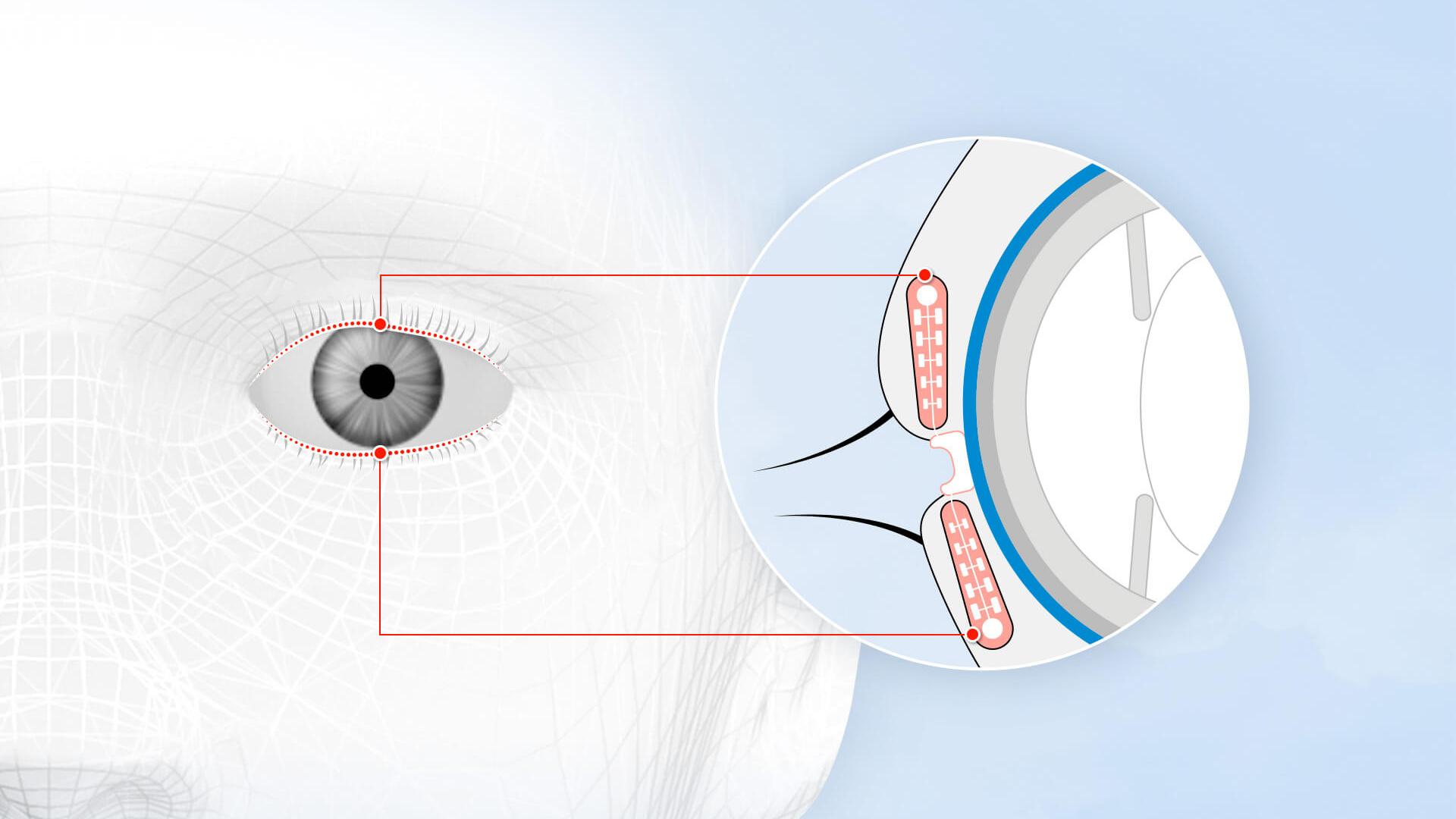 Elk oog heeft ongeveer 70 kanalen, of Meibom-klieren, die over de onderste en de bovenste oogleden verspreid zijn.